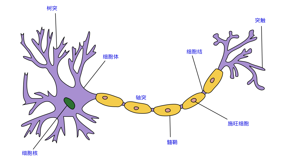 生物神经元模型